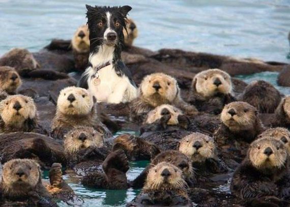 funny-pictures-1211