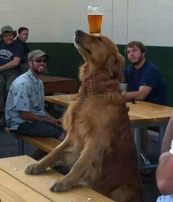 funny-pictures-1212