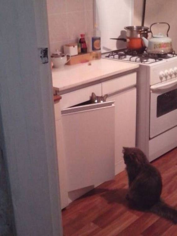 funny-pictures-1213