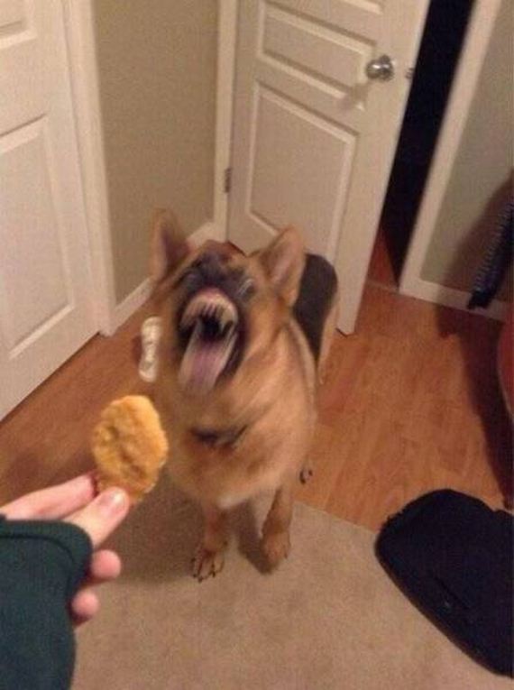 funny-pictures-1213