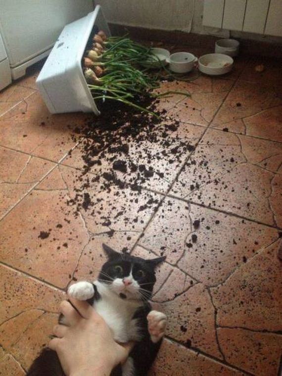 funny-pictures-1214