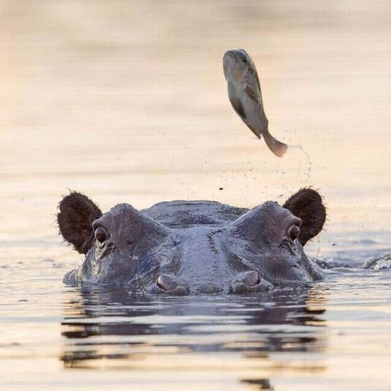 funny-pictures-1215