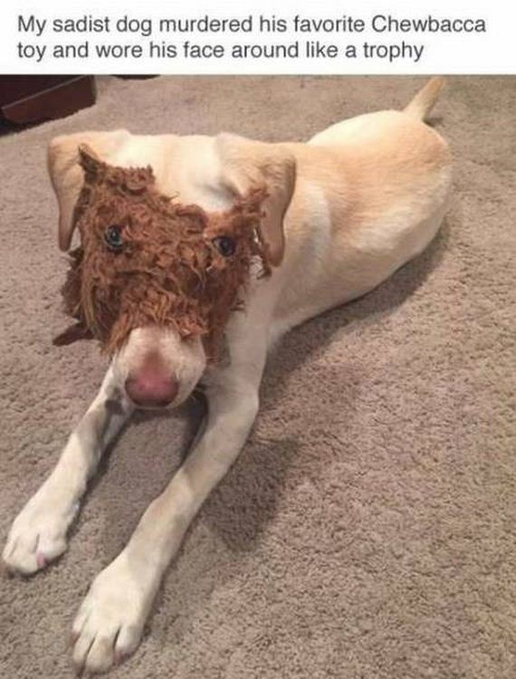 funny-pictures-1215
