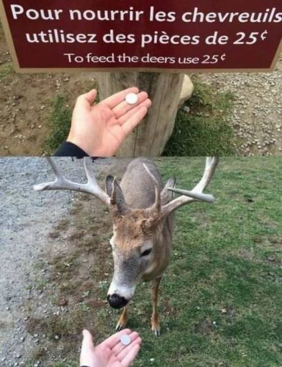 funny-pictures-1215