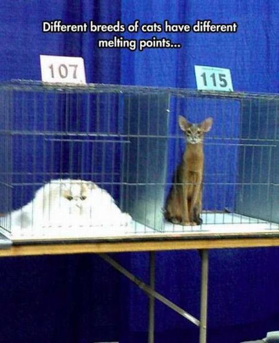 funny-pictures-1217