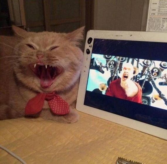 funny-pictures-1217
