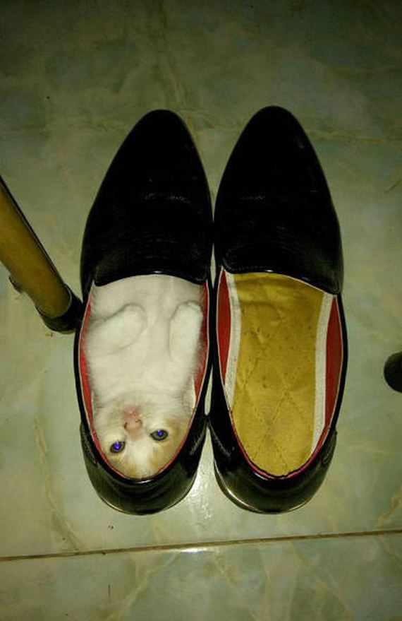 funny-pictures-1217