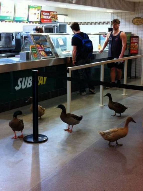 funny-pictures-1218