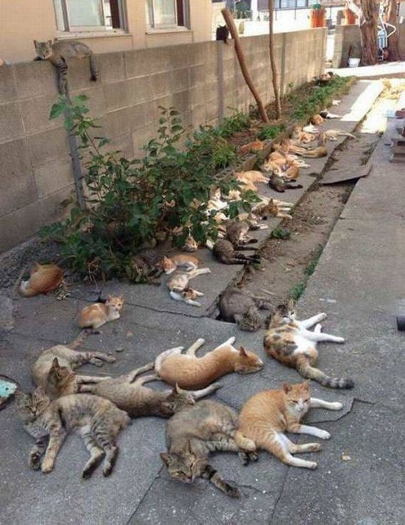 funny-pictures-1219