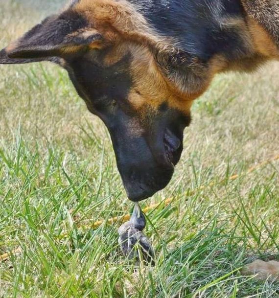 funny-pictures-1219