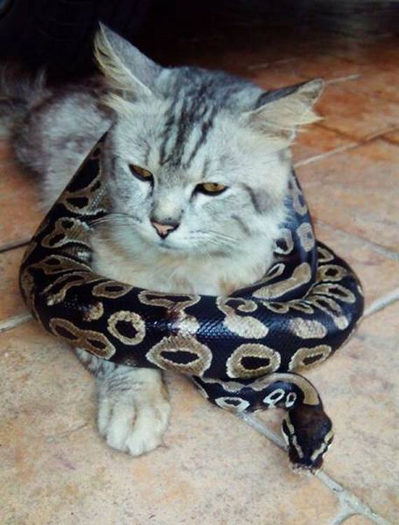 funny-pictures-1219