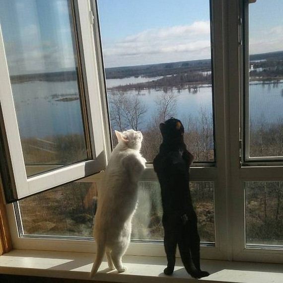 funny-pictures-1222
