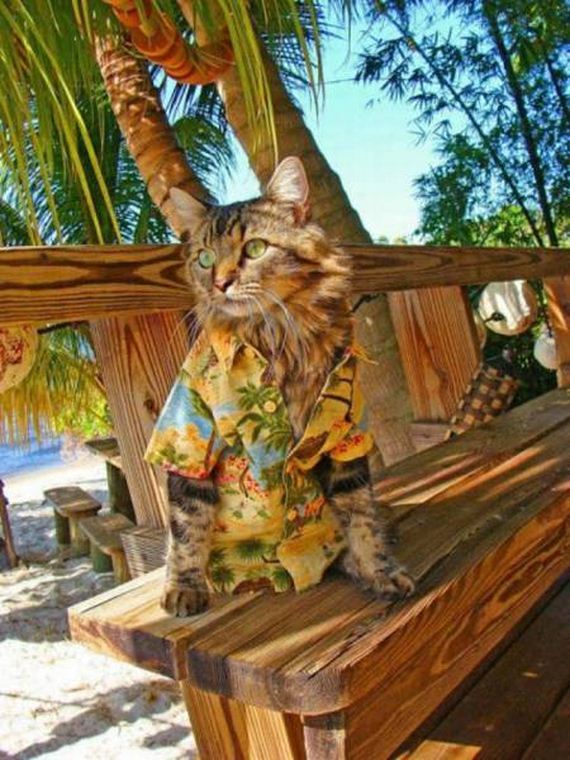 funny-pictures-1223