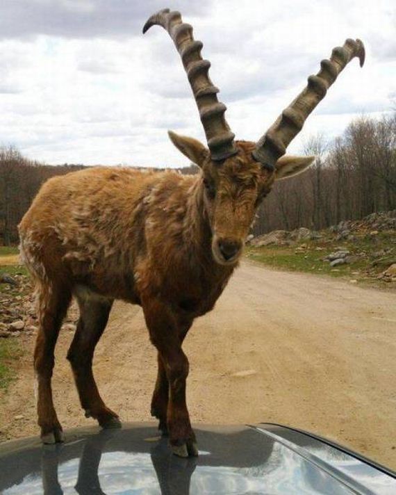 funny-pictures-1226