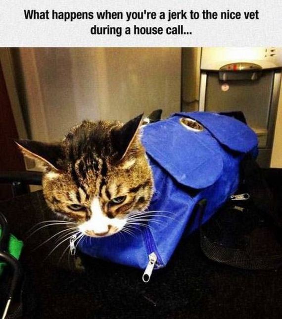 funny-pictures-1226
