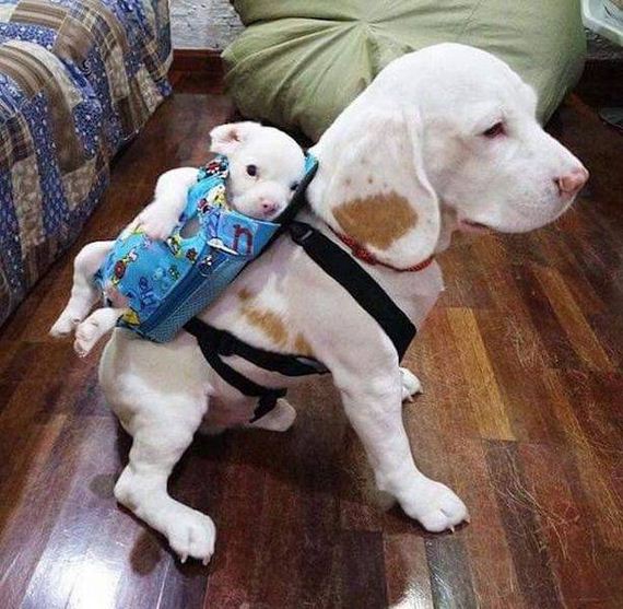 funny-pictures-1227