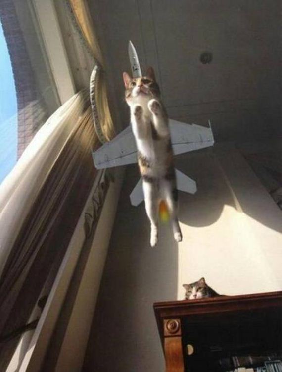 funny-pictures-1228