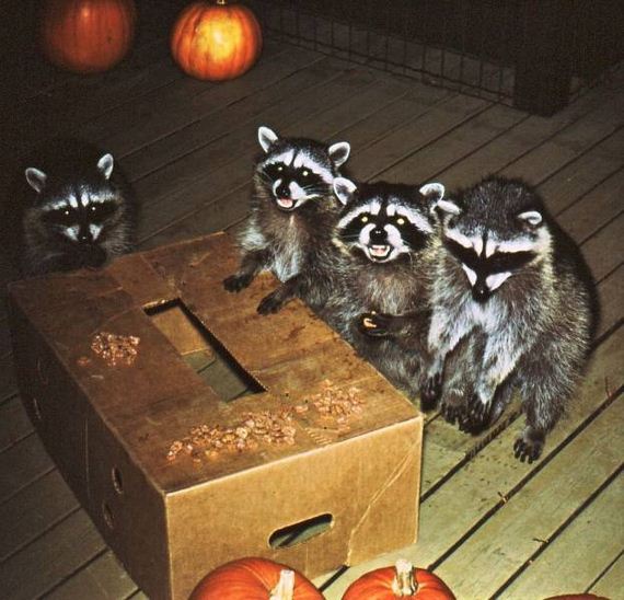 funny-pictures-1230