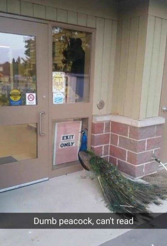 funny-pictures-1234