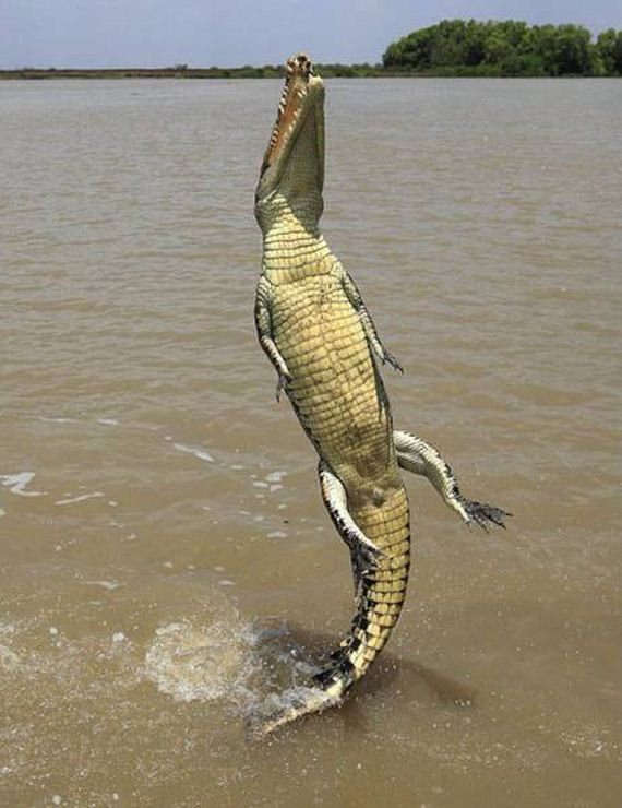 funny-pictures-1234