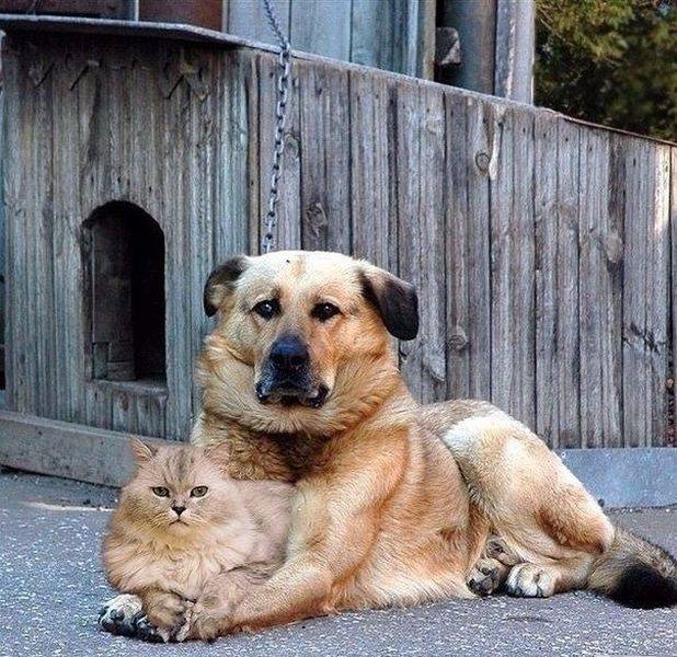 funny-pictures-1237