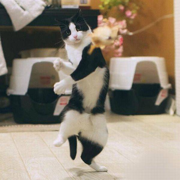 funny-pictures-1237