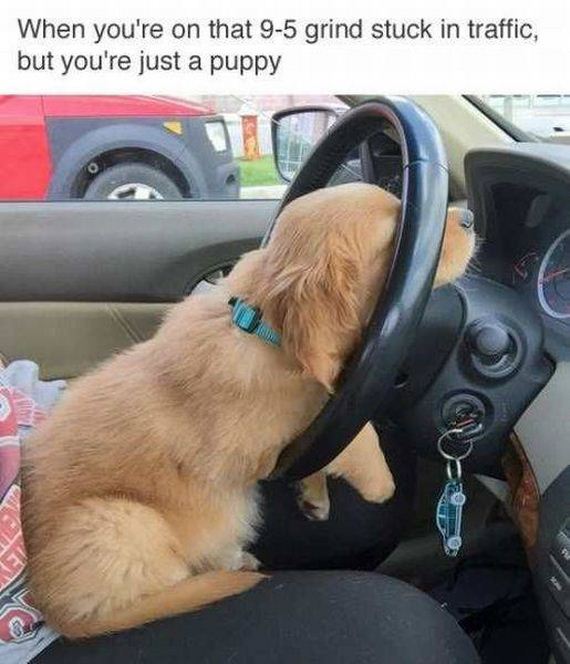 funny-pictures-1238