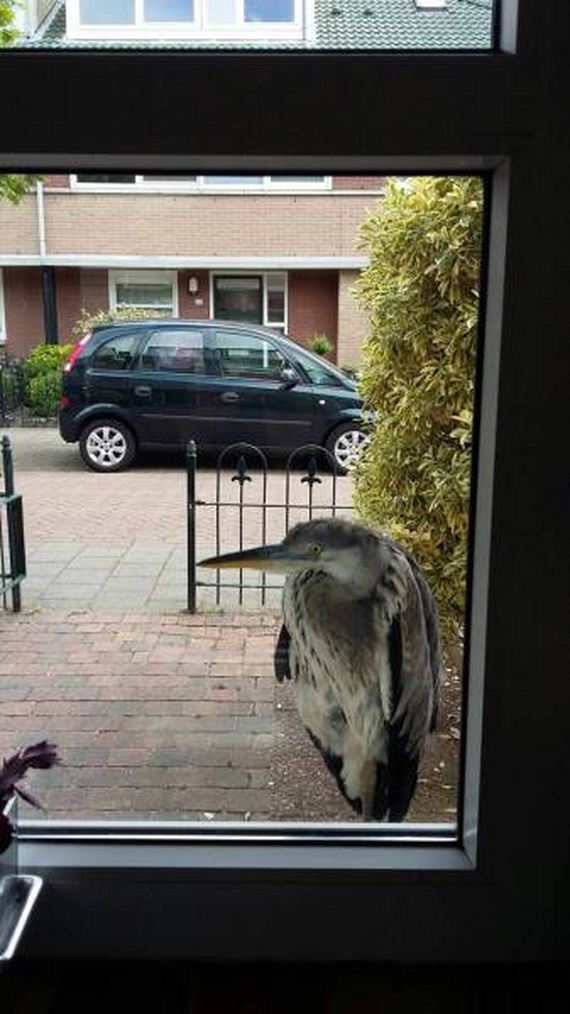 funny-pictures-1238