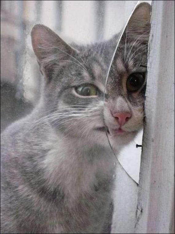 funny-pictures-1239