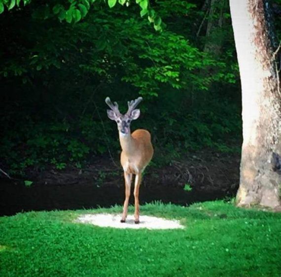 funny-pictures-1239