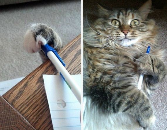 funny-pictures-1240