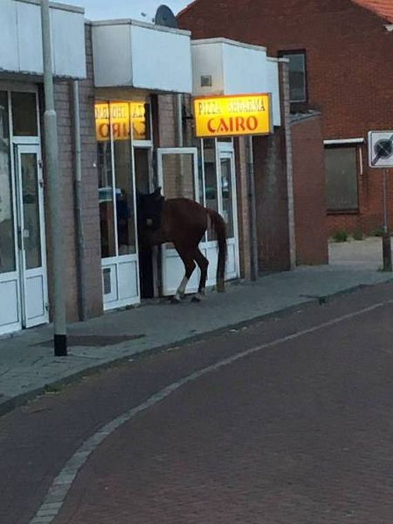 funny-pictures-1240