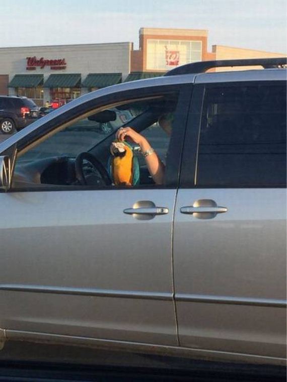 funny-pictures-1241