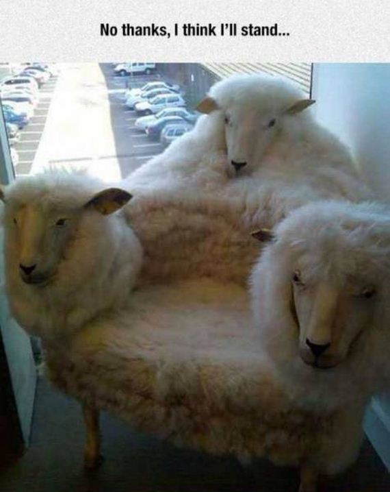 funny-pictures-1241