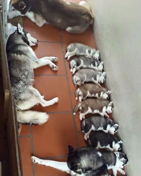 funny-pictures-1243