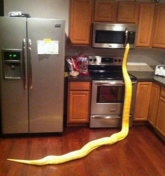 funny-pictures-1243