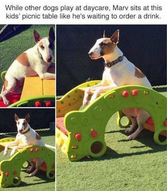 funny-pictures-1244