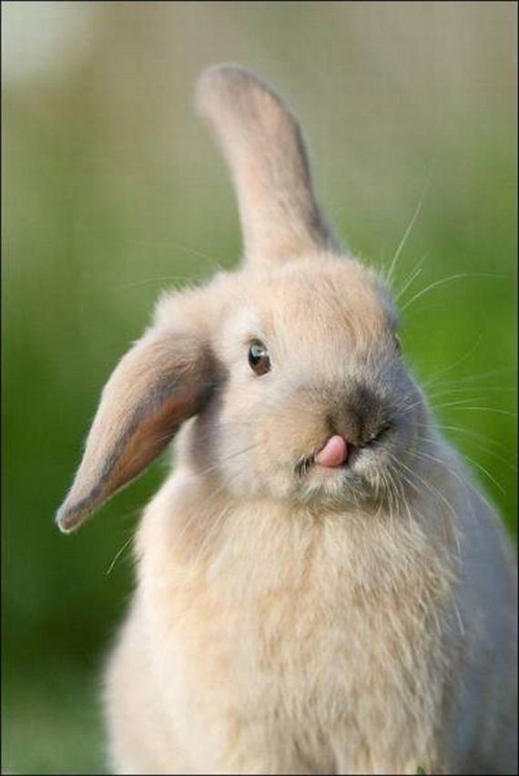 funny-pictures-1244
