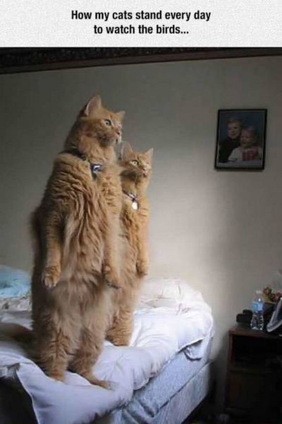 funny-pictures-1245