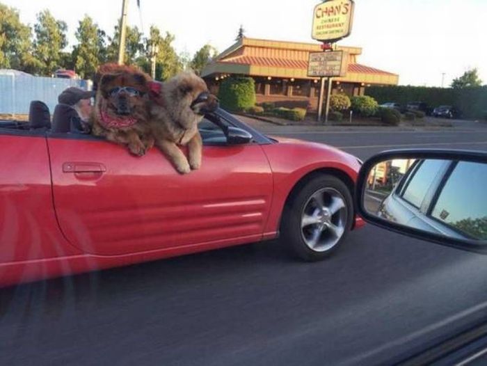 funny-pictures-1246