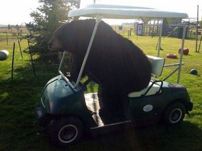 funny-pictures-1246