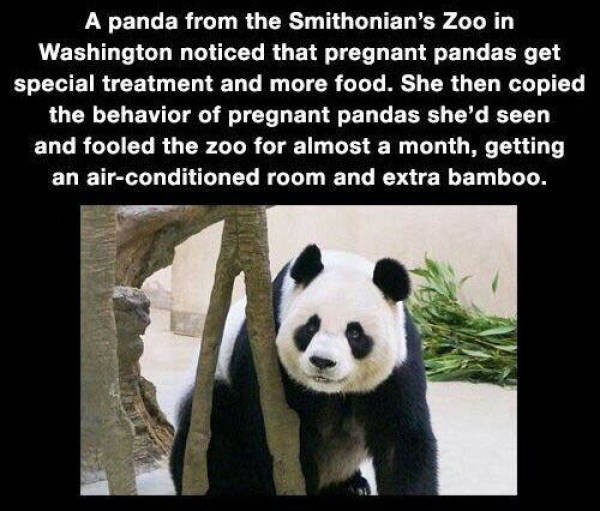 funny-pictures-1246