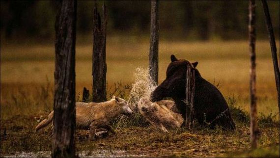funny-pictures-1248