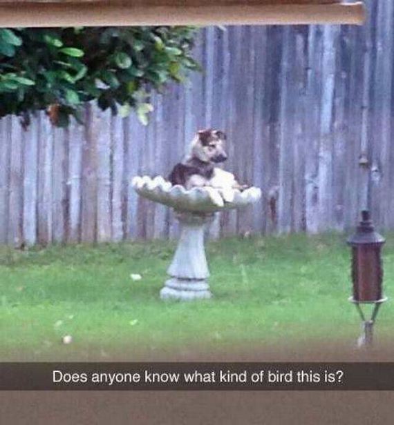 funny-pictures-1248