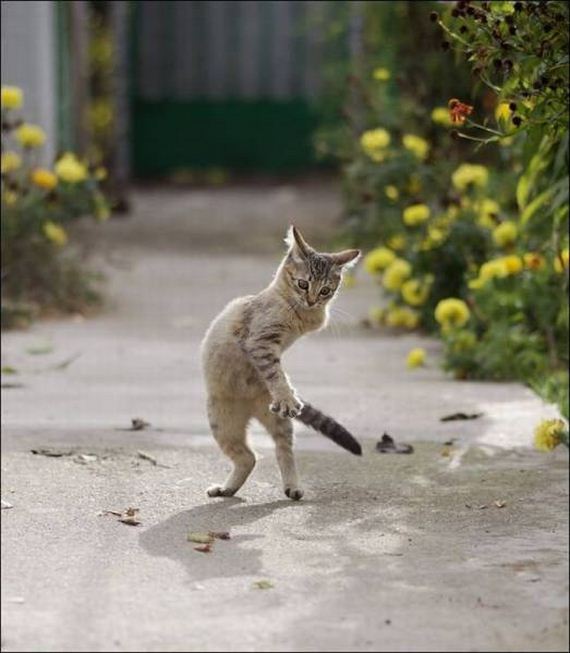 funny-pictures-1248