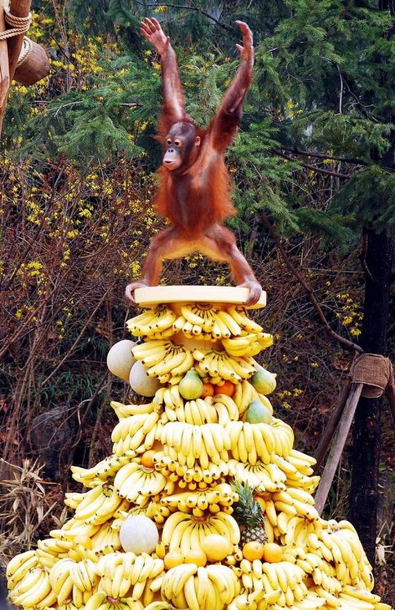 funny-pictures-1250