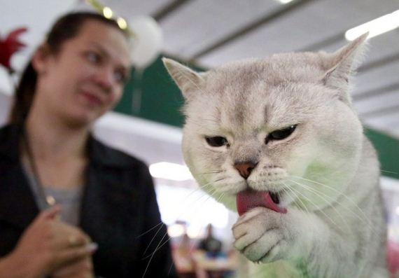 funny-pictures-1251
