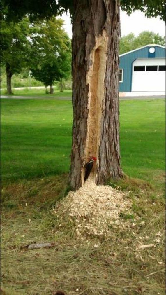 funny-pictures-1251