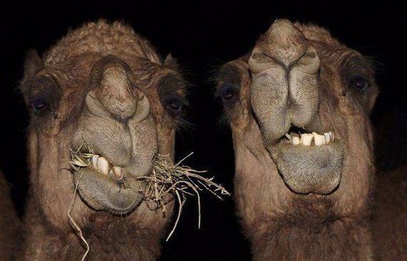 funny-pictures-1252