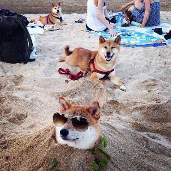 funny-pictures-1252